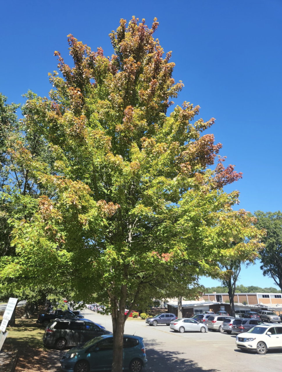 Photo Gallery: Unbe-leaf-able shots of fall around campus