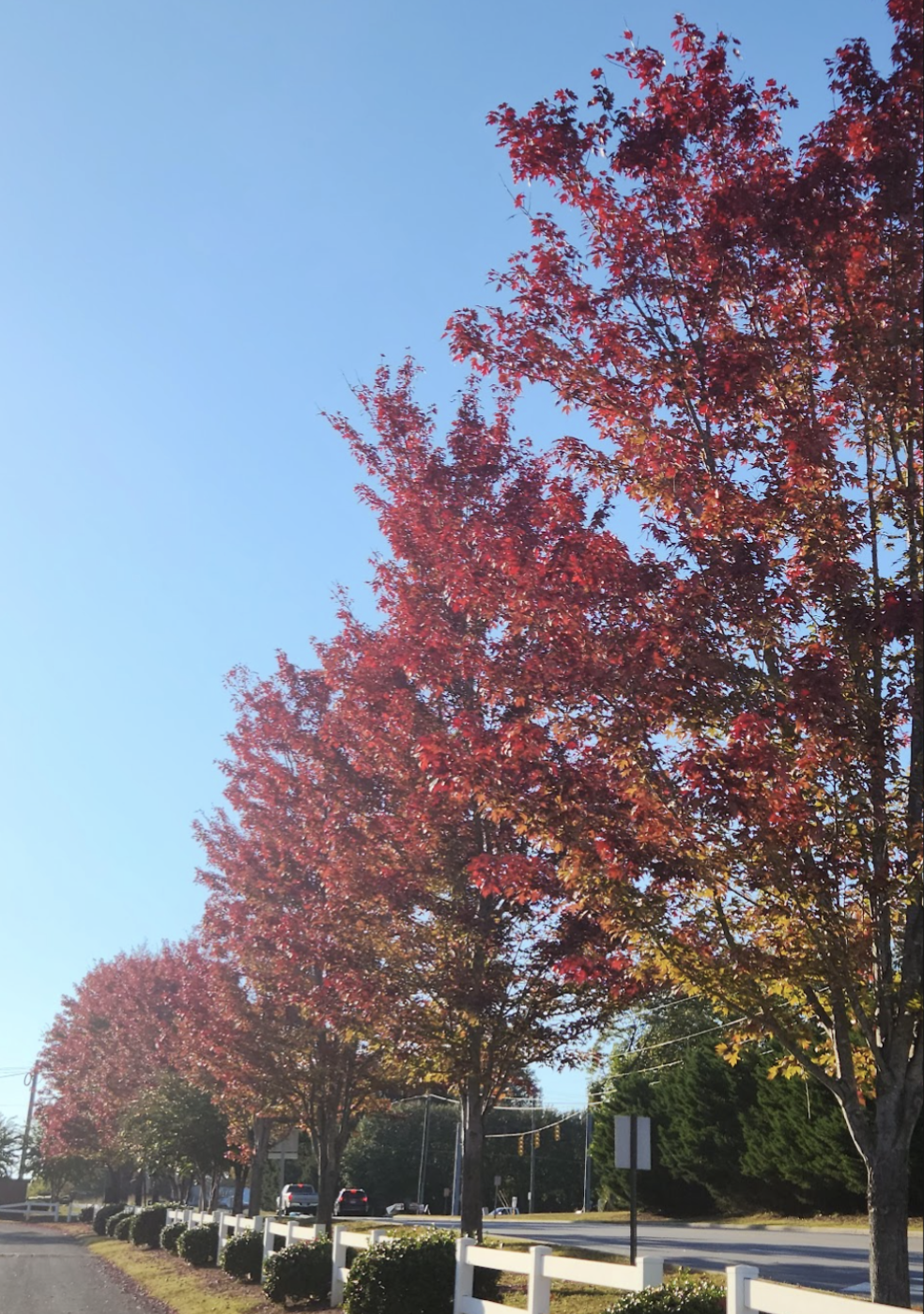 Photo Gallery: Unbe-leaf-able shots of fall around campus