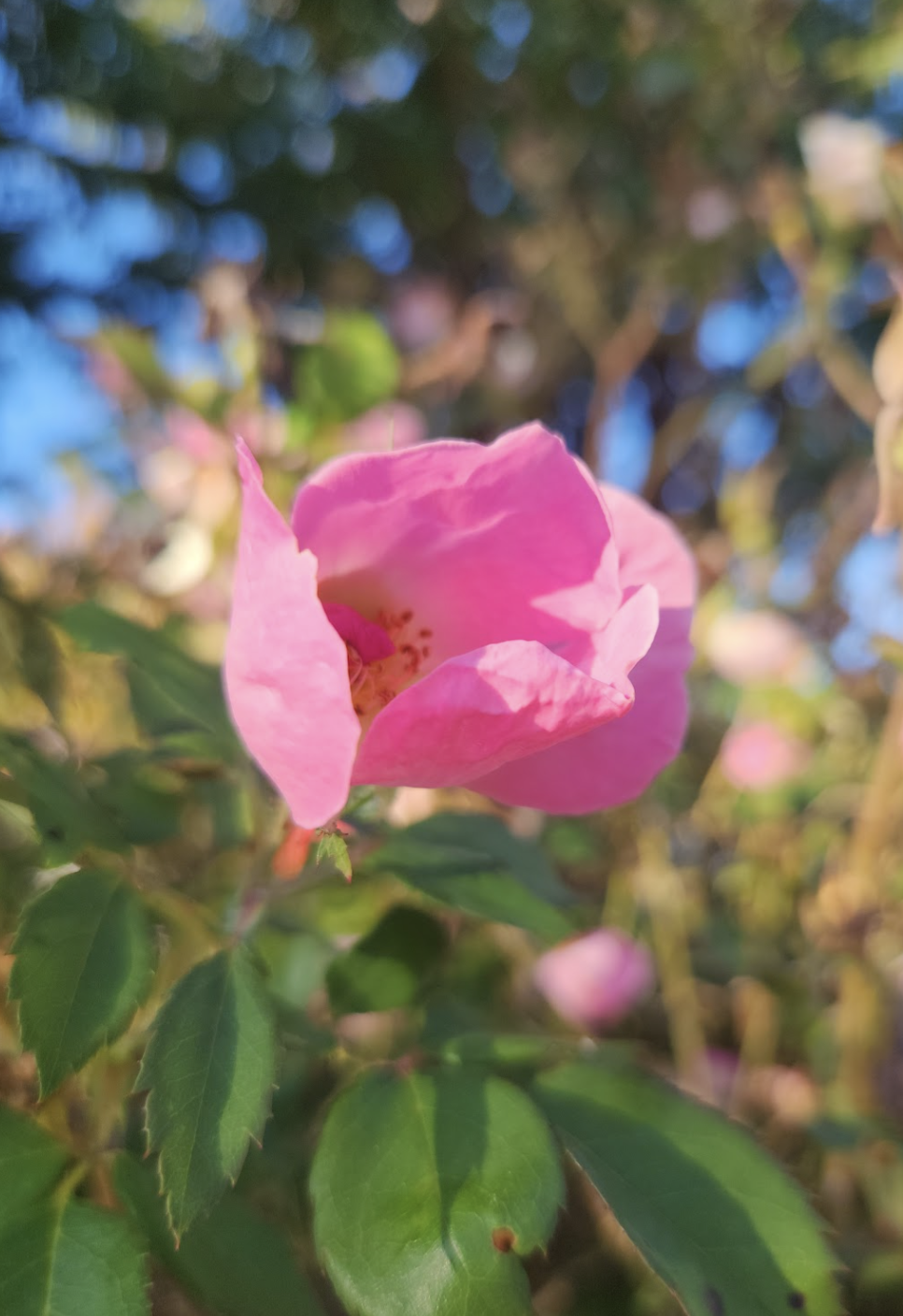 Photo Gallery: Unbe-leaf-able shots of fall around campus