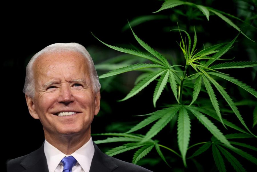 Joe+Biden%2C+edited+to+stand+in+front+of+marijuana+leaves.+