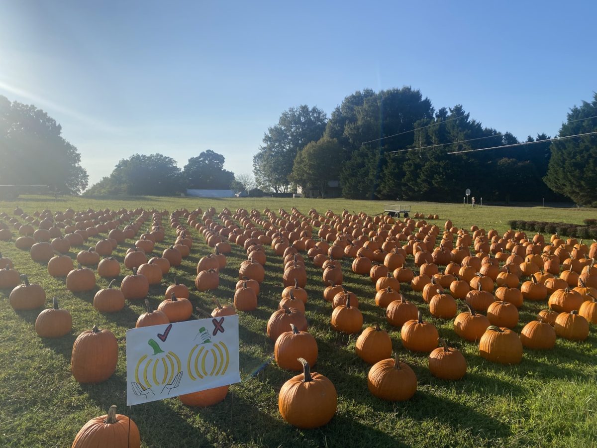 Local pumpkin patch prepares for the fall season.