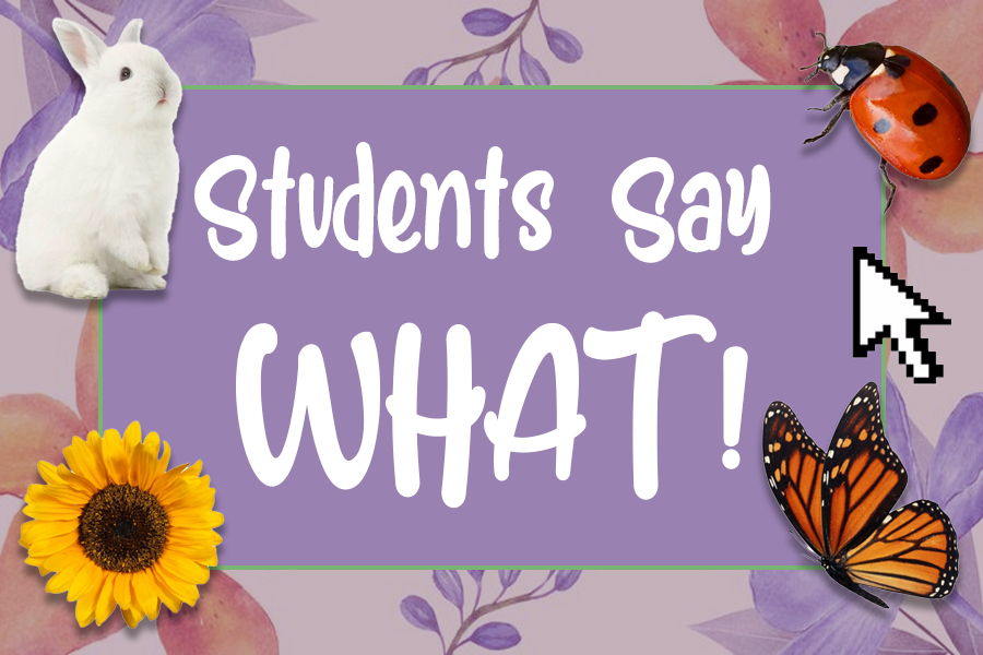 Students Say What: Spring Break